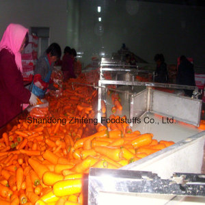 2017 Fresh Carrot with High Harvest for Exporting